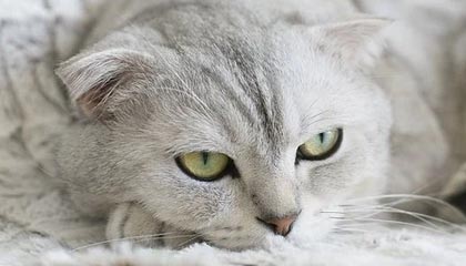 乐鱼体育下载：让每一场比赛都成为你的专属赛场